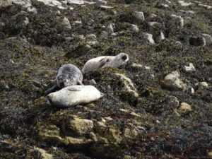 Seal Trips à Plockton