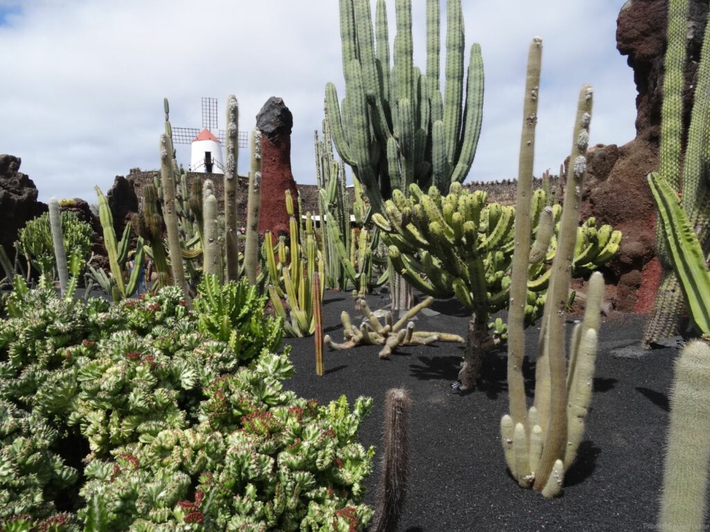 Jardin des cactus Lanzarote