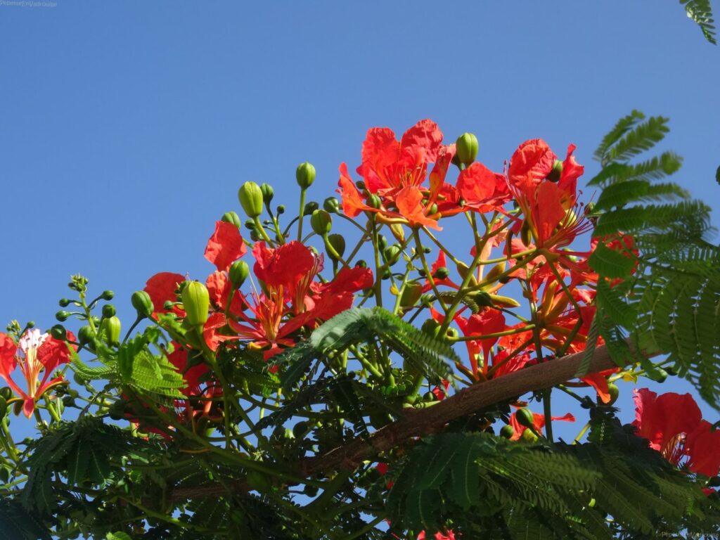 Fuerteventura