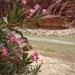 Wadi Al Hasa